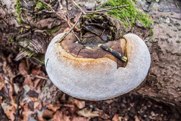 Macro  - Forest - Europe, Romania, Suceava region