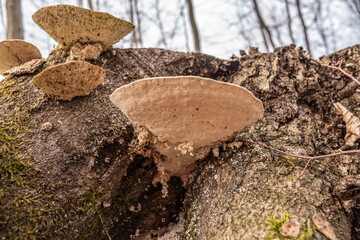 Macro  - Forest - Europe, Romania, Suceava region