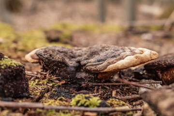 Macro  - Forest - Europe, Romania, Suceava region