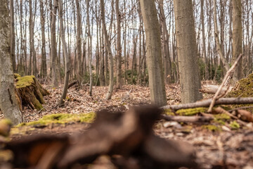 Macro  - Forest - Europe, Romania, Suceava region