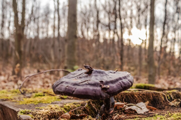 Macro  - Forest - Europe, Romania, Suceava region