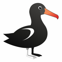 albatross birds