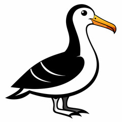 albatross birds