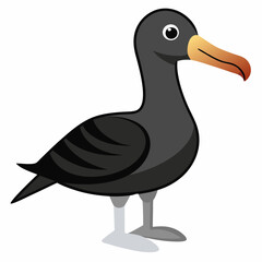 albatross birds