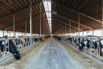 Diary cows in modern free livestock stall