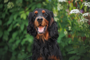 happy smiling gordon setter dog portrait close up in summer