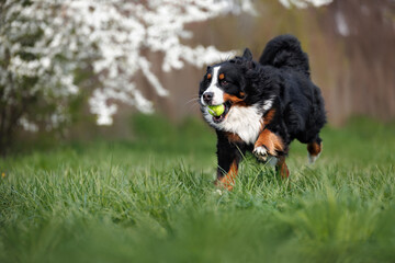 bernese mountain dog running outdoors with a tennis ball