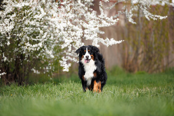 funny bernese mountain dog standing in the park in front of blooming cherry plum tree
