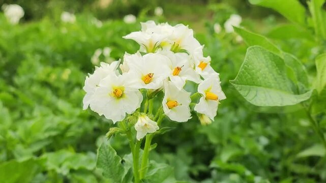 flowering potatoes close-up in summer, agriculture