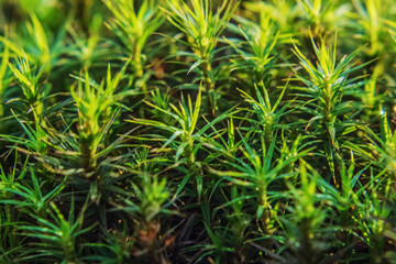 Macro  - Forest - Europe, Romania, Suceava region
