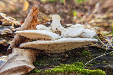 Macro  - Forest - Europe, Romania, Suceava region