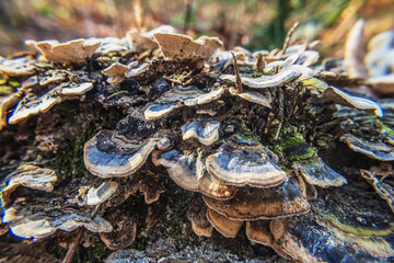 Macro  - Forest - Europe, Romania, Suceava region