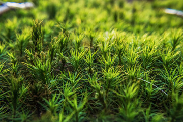 Fototapeta premium Macro - Forest - Europe, Romania, Suceava region