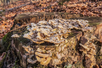 Macro  - Forest - Europe, Romania, Suceava region