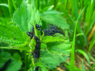 Black caterpillars with thorns on green leaves, macro. Caterpillars of European Peacock butterfly, Aglais Io