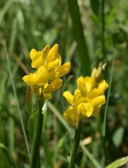 Floraison en grappe d'un Genêt ailé,  Winged Broom (Genista sagittalis).