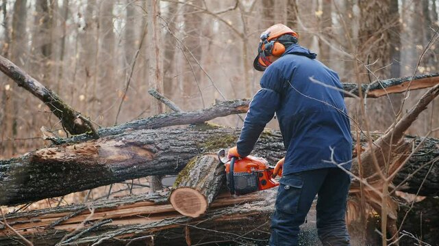 A lumberjack in protective gear (orange helmet, gloves, and earmuffs) operates a chainsaw, cutting through a fallen tree in the forest