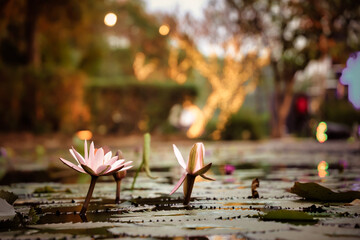 beauty of lotus flowers, creating a symbol of purity, rebirth, and prosperity. The lotus, known for...