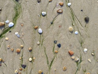 Small green algae form graphic patterns on the sand due to the low tide