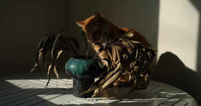 young curious cat smell, play with blooming greenery flower branch. Cozy home kitchen interior. Beautiful cute ginger striped household pet. Springtime vertical concept. video footage 4k