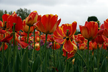 Fototapeta premium Colorful Tulip field in spring season