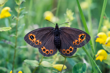Fototapeta premium Close up shot of a beautiful Speckled wood (Pararge aegeria) butterfly, on a defocused green spring background with yellow flowers