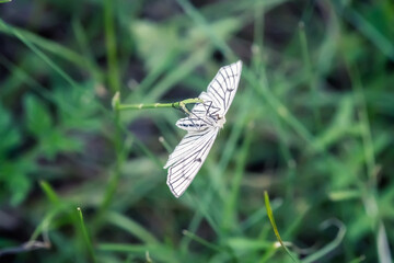 Close up shot of a beautiful white butterfly (Aporia crataegi), on a defocused green spring background with daisies