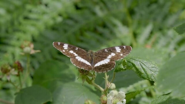 White Admiral Butterfly on Bramble Flower
