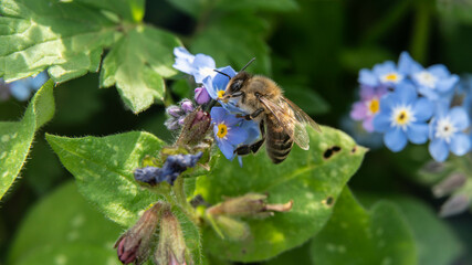 Biene Nahaufnahme close up an Blume best&auml;ubt und sammelt Nektar