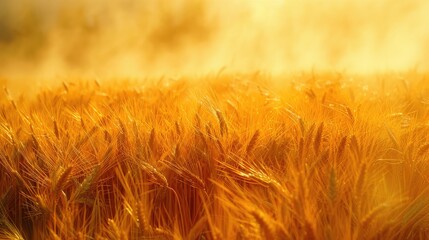 Golden wheat field swaying in summer breeze