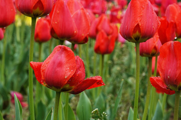 Colorful Tulip field in spring season