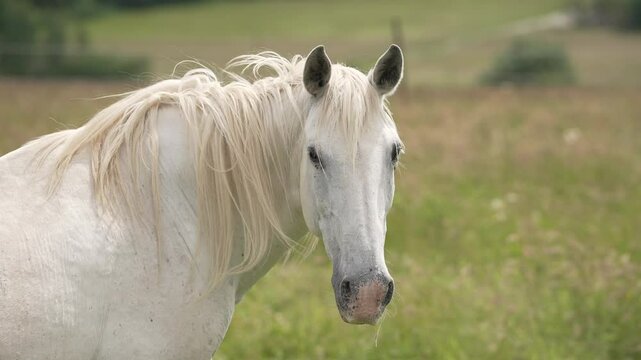 white horse portrait