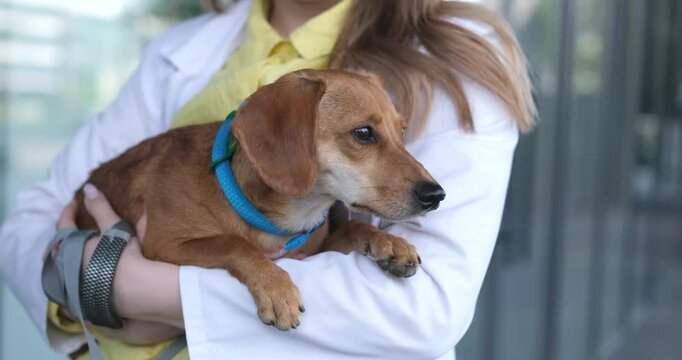 female veterinarian holding dog on the background the vet clinic entrance. Healthy dog, diagnostic, treatment of domestic animals. video footage 4k