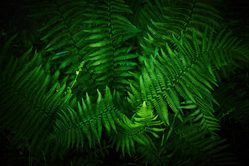 Lush Green Ferns. An abundant growth of vibrant green ferns
