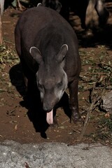 舌を出したアメリカバク