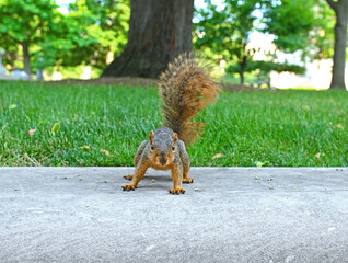 Funny eastern gray squirrel (Sciurus carolinensis) in Indianapolis Park, Indiana