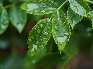 夏の雨の日の庭に植える植物の葉っぱの水滴のマクロ写真