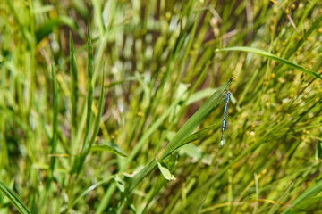 Azure damselfly on a leaf