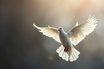 Obraz premium A white dove in flight illuminated by soft backlight. Symbolic of peace, love, and spirituality. Ideal for religious, wedding, Easter, or inspirational designs with copy space.