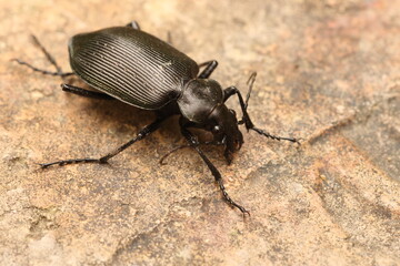 Calosoma maximowiczi ground beetle in Japan