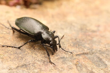 Calosoma maximowiczi ground beetle in Japan