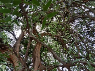 salvadora persica plant pattern.tooth brush tree leaves and bark pattern 