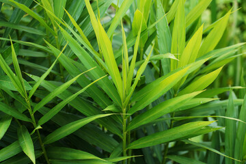 green grass background