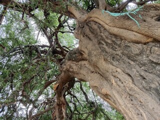 salvadora persica plant pattern.tooth brush tree leaves and bark pattern 