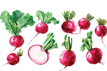 beet watercolor clipart