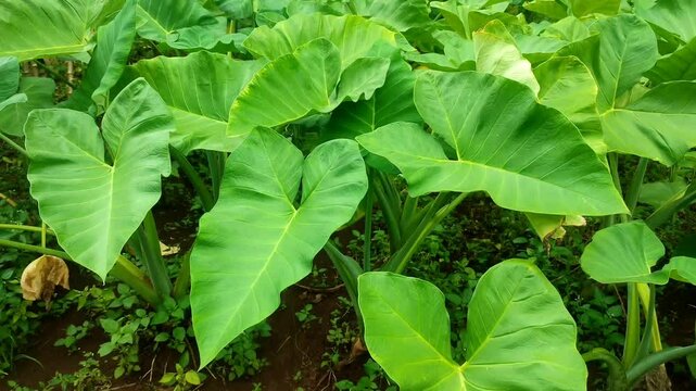 taro tree