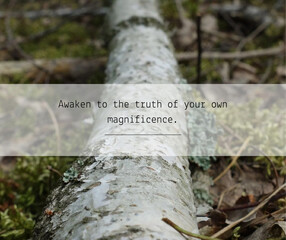 Awaken to the truth of your own magnificence.