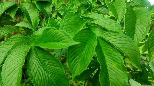 porang tree