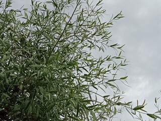 salvadora persica plant pattern.tooth brush tree leaves and bark pattern 