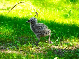 seagull chick in the grass